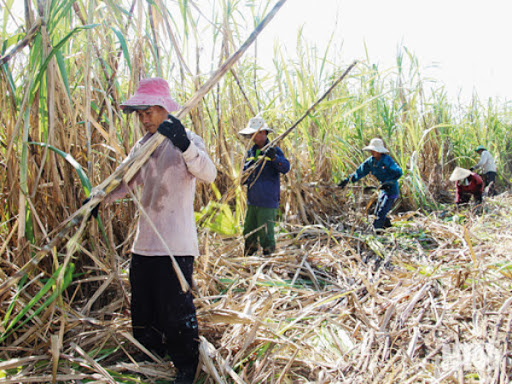 Bộ Công Thương ban hành Quyết định rà soát việc áp dụng biện pháp chống lẩn tránh biện pháp phòng vệ thương mại đối với một số sản phẩm đường mía (mã vụ việc: AR02.AC02.AD13-AS01)